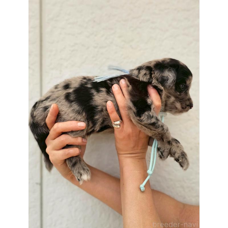 販売中の長野県のミックス犬-395409の3枚目