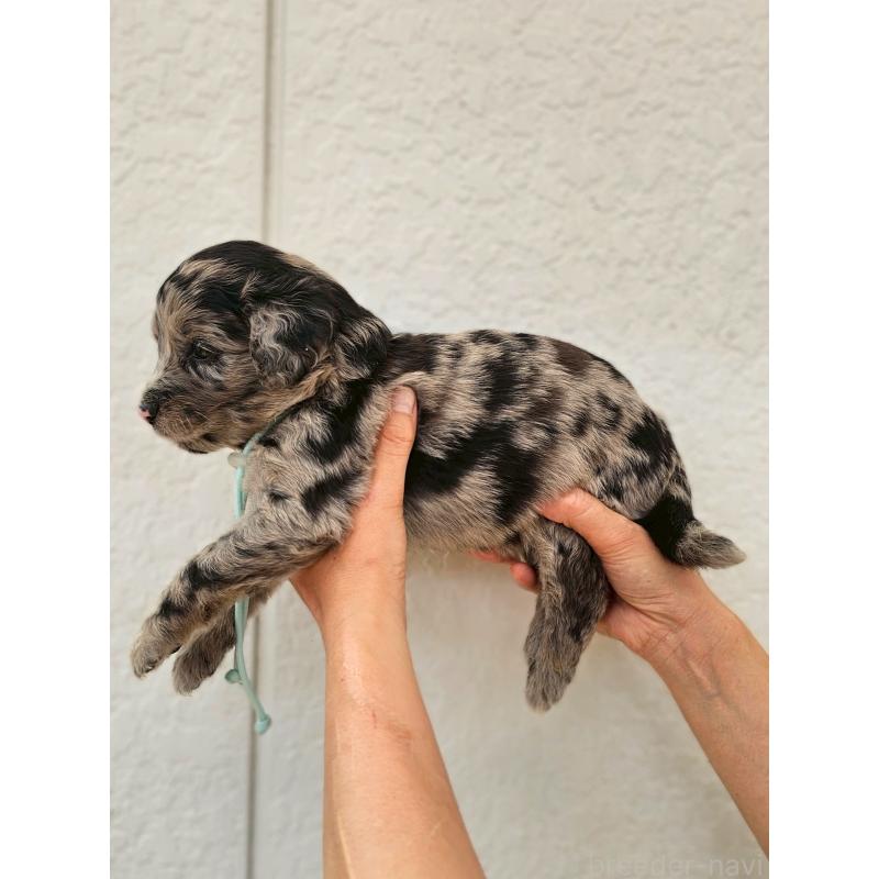 販売中の長野県のミックス犬-395409の2枚目
