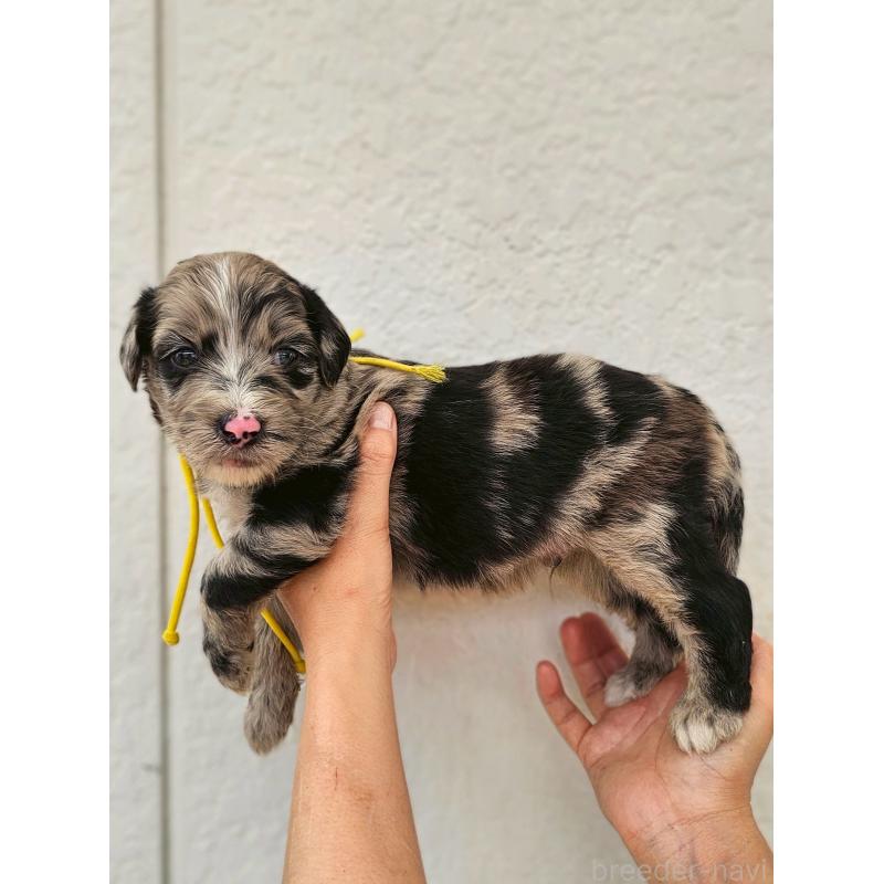 成約済の長野県のミックス犬-395406の7枚目