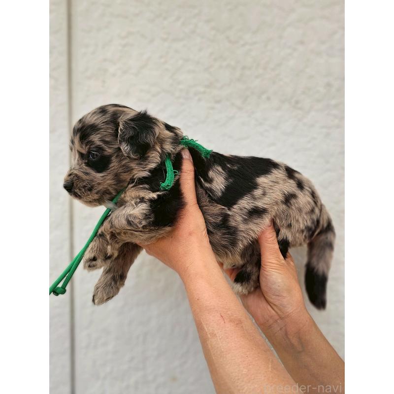 成約済の長野県のミックス犬-395405の7枚目