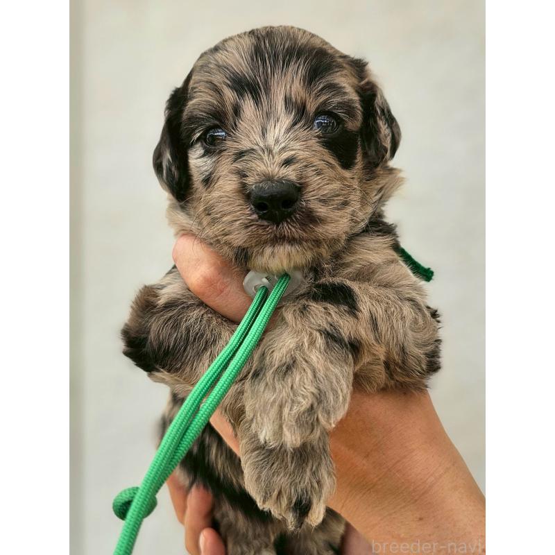 販売中の長野県のミックス犬-395405