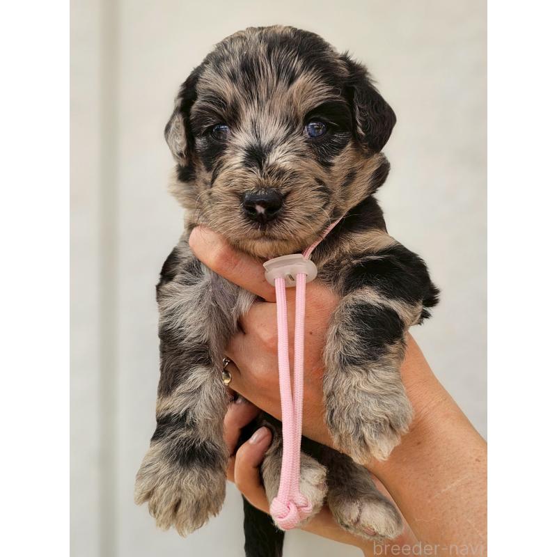 販売中の長野県のミックス犬-395397
