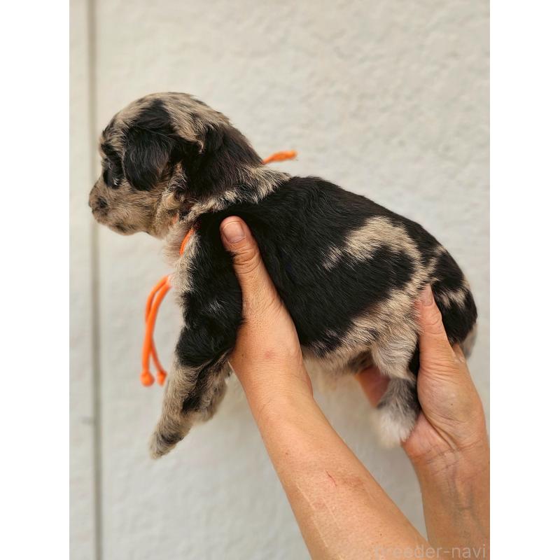成約済の長野県のミックス犬-395395の9枚目