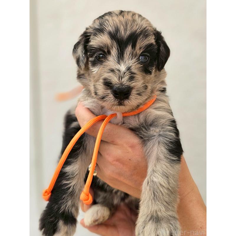 販売中の長野県のミックス犬-395395