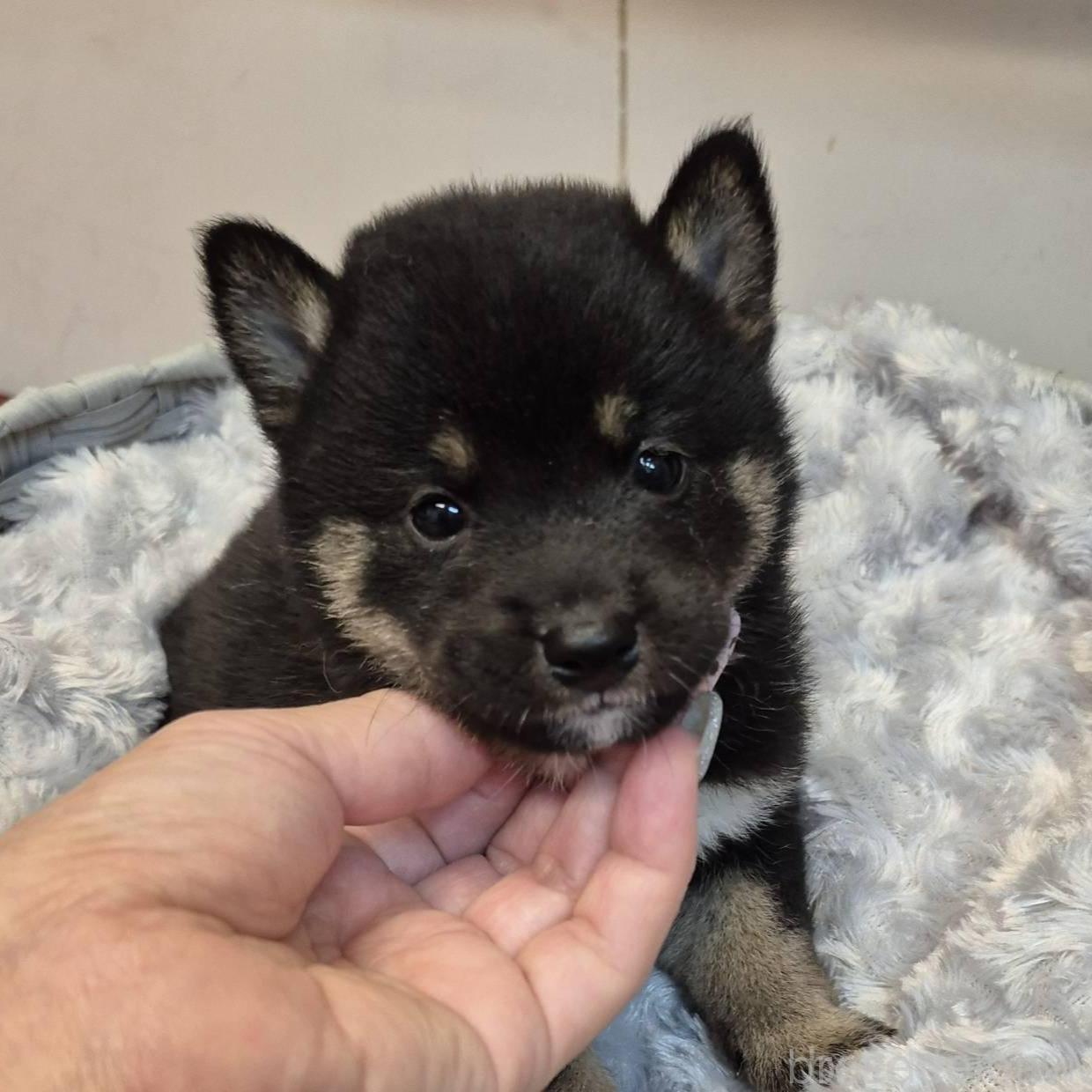 販売中の富山県の柴犬-398867