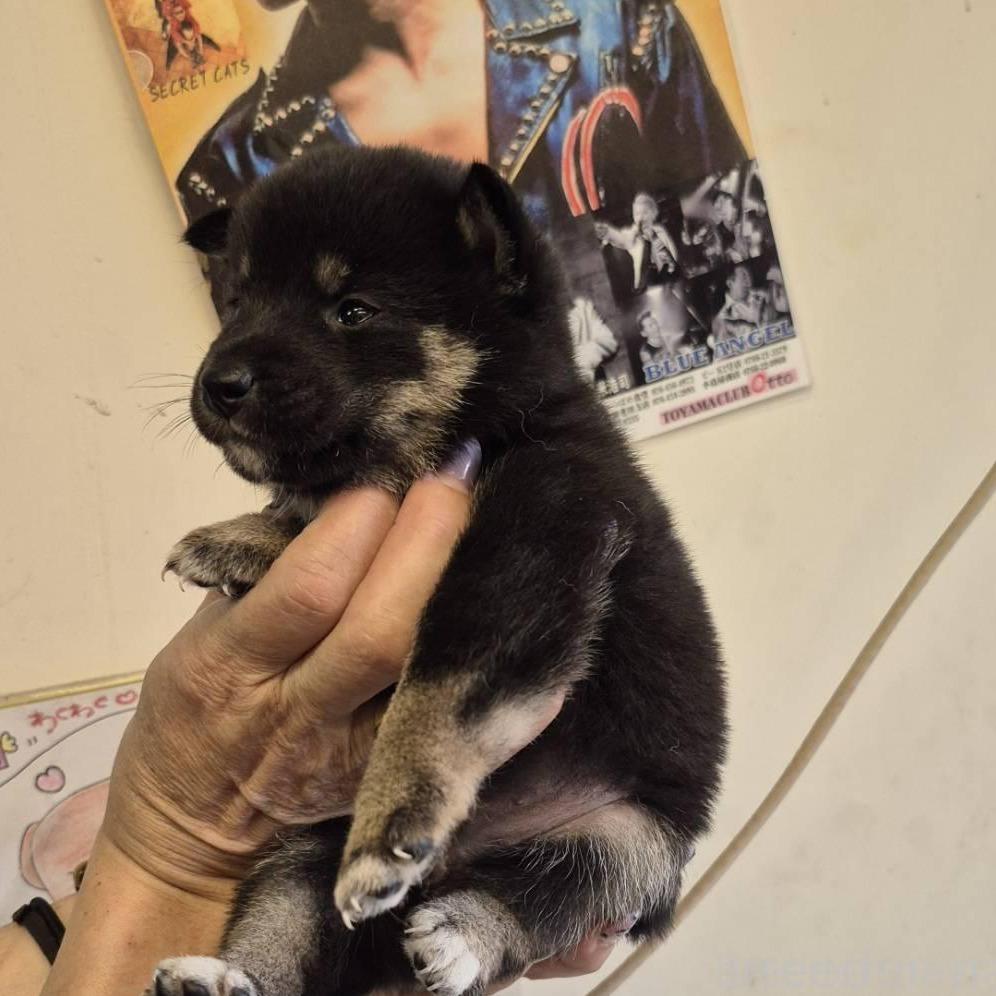 販売中の富山県の柴犬-398867の6枚目