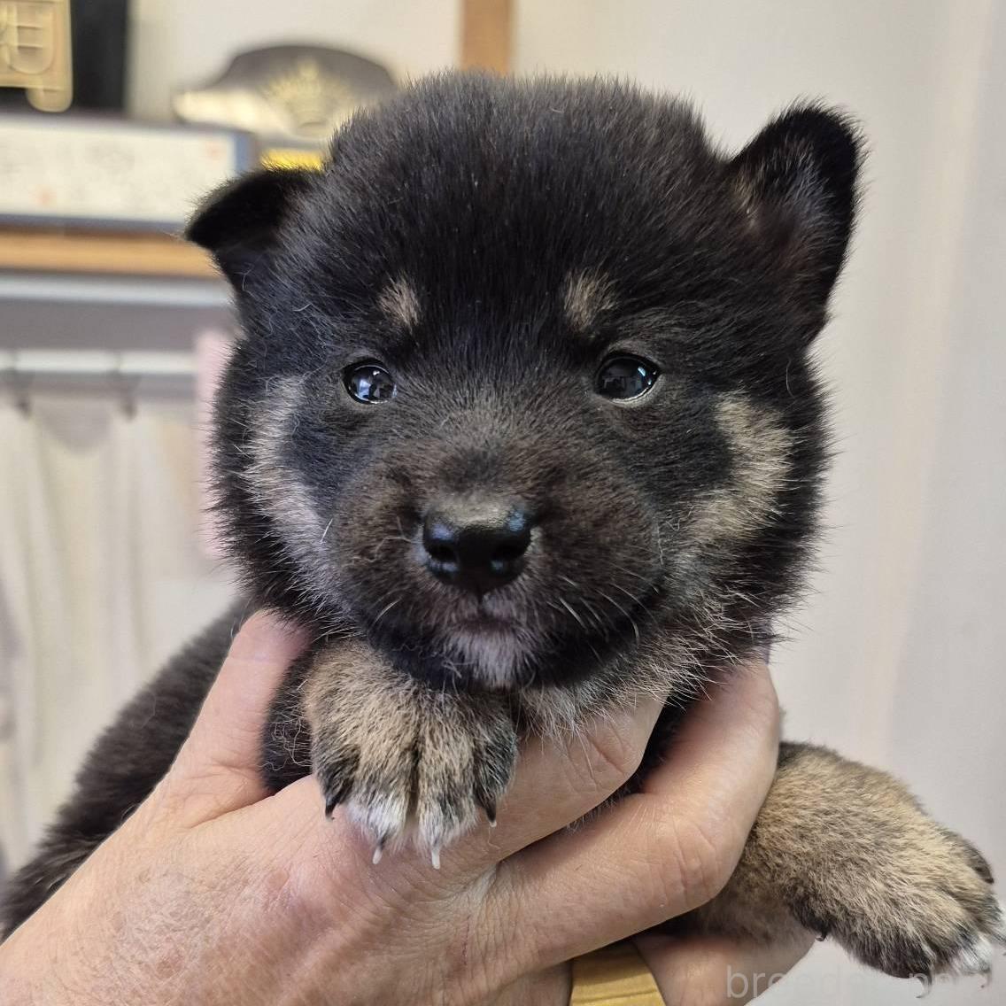販売中の富山県の柴犬-398867の5枚目