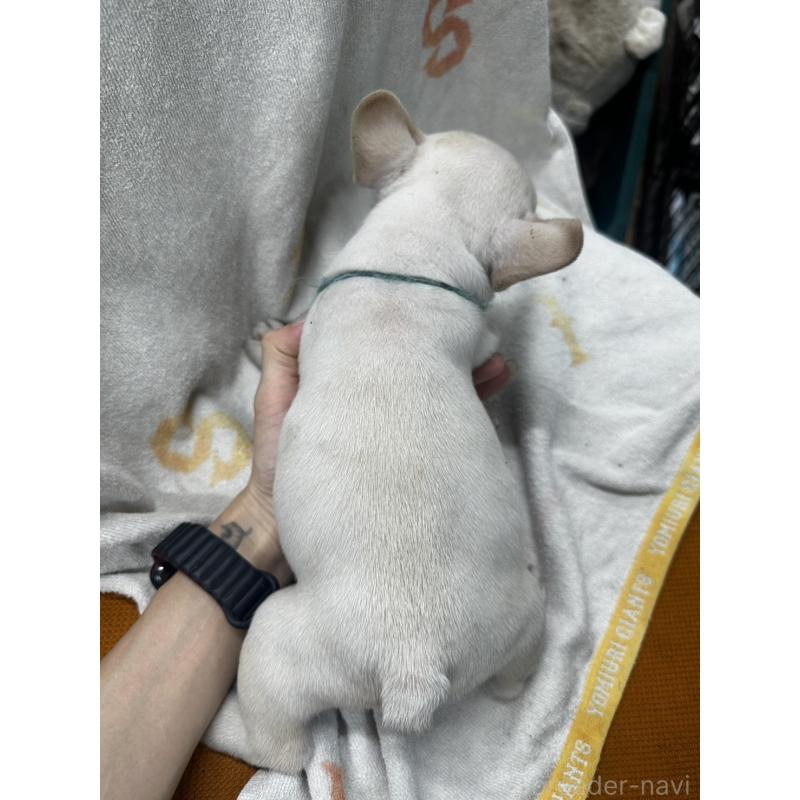 販売中の千葉県のフレンチブルドッグ-398851の2枚目