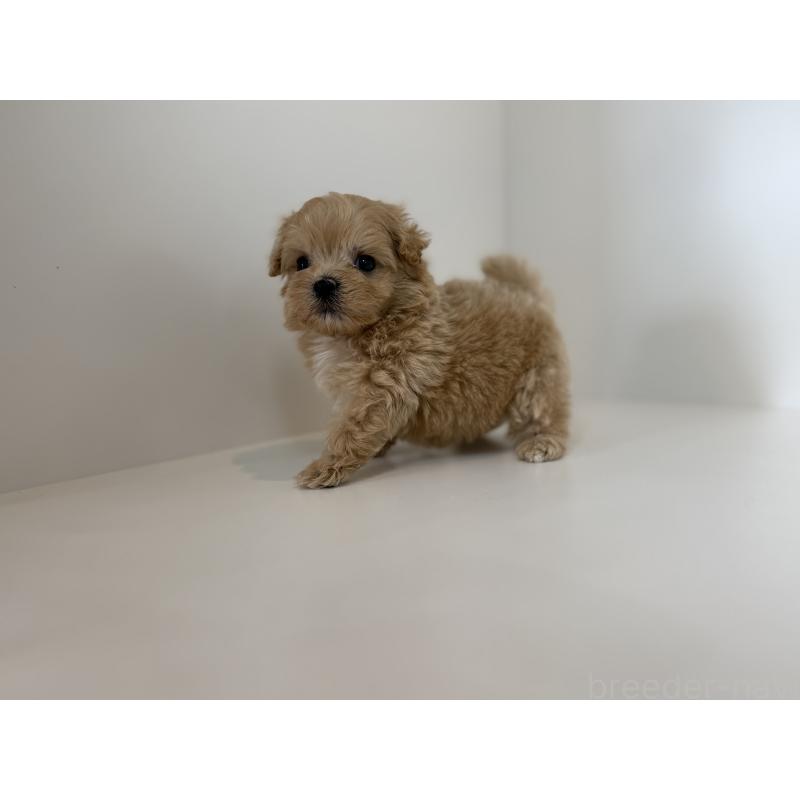 販売中の山口県のマルプー:マルチーズ×トイプードル-398853の2枚目