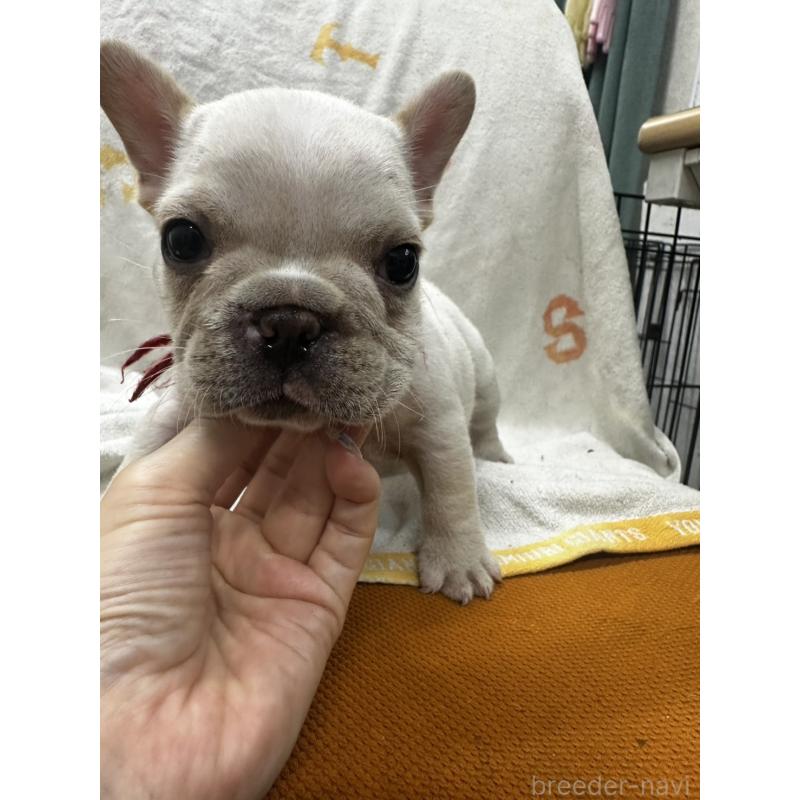 販売中の千葉県のフレンチブルドッグ-398854