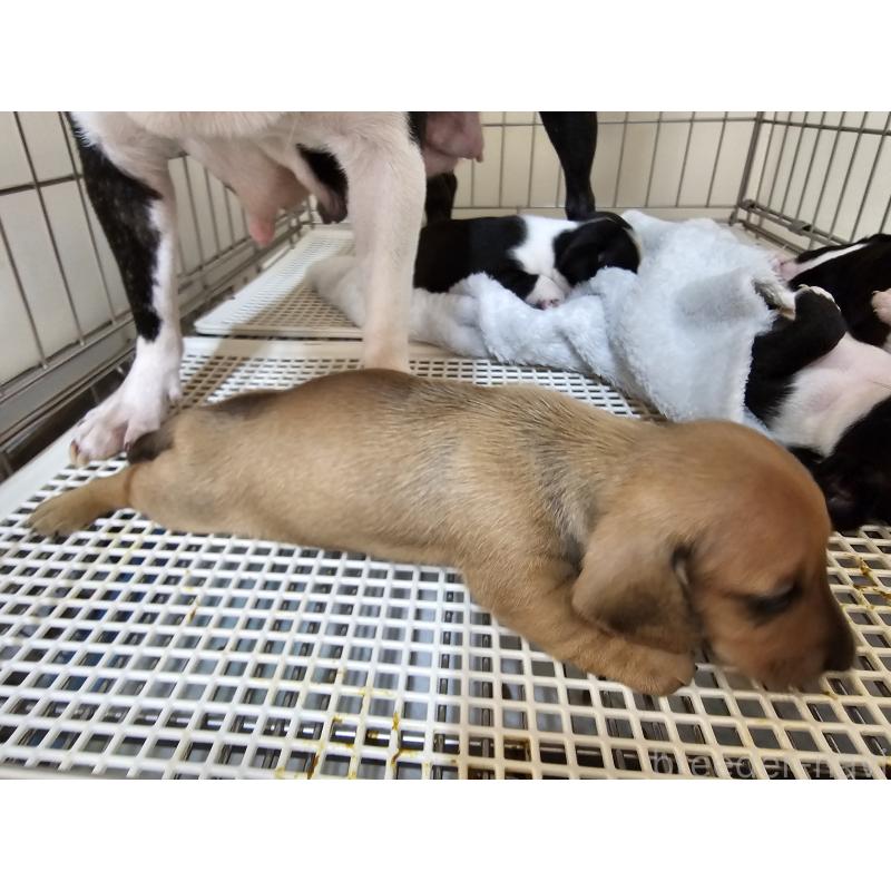 販売中の愛知県のミニチュアダックスフンド(スムースヘアード)-398856の4枚目
