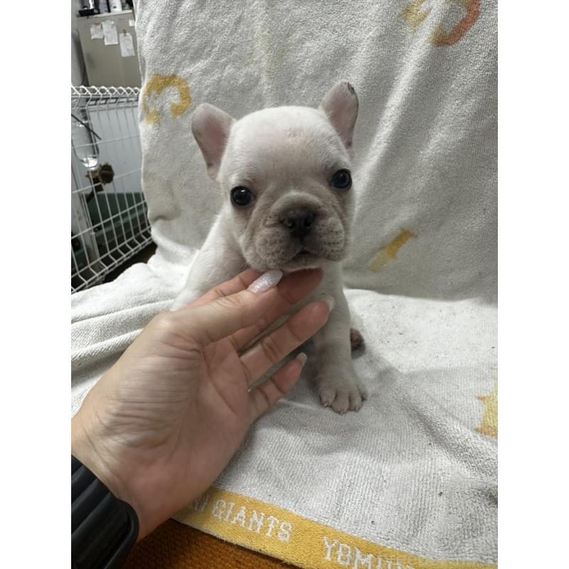 販売中の千葉県のフレンチブルドッグ-398855