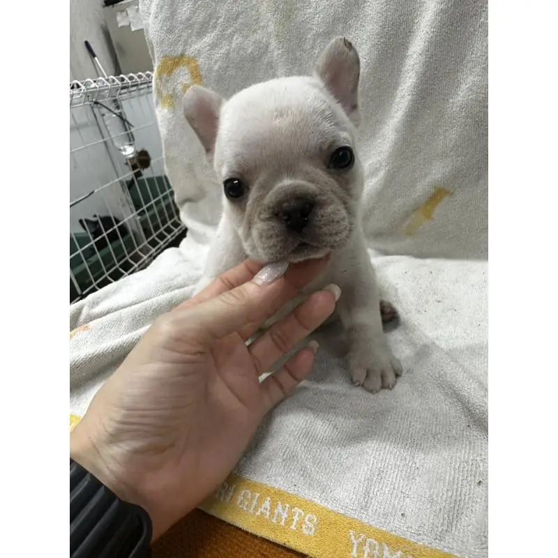 販売中の千葉県のフレンチブルドッグ-398855の5枚目