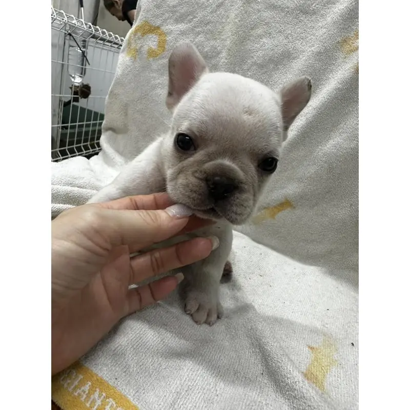 販売中の千葉県のフレンチブルドッグ-398855の4枚目