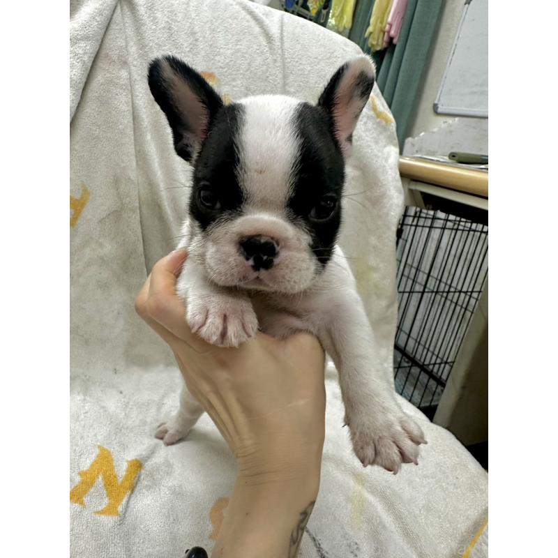 販売中の千葉県のフレンチブルドッグ-398859