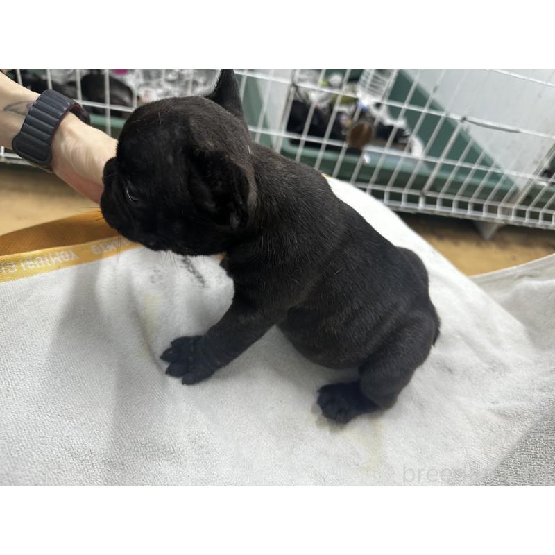 販売中の千葉県のフレンチブルドッグ-398862の2枚目