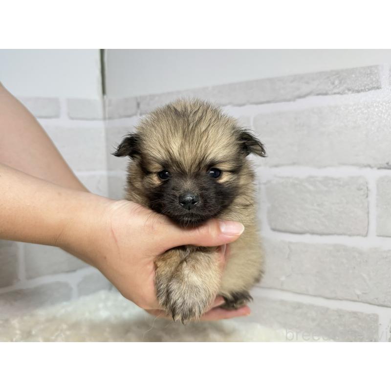 成約済の熊本県のポメラニアン-395689