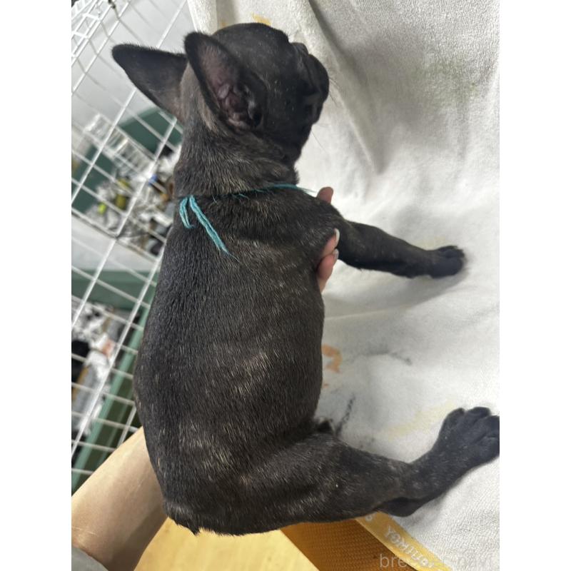 販売中の千葉県のフレンチブルドッグ-394031の2枚目