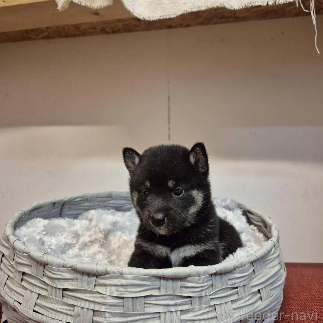 販売中の富山県の柴犬-398867の4枚目
