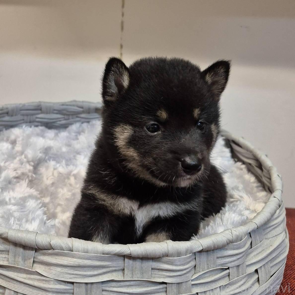 販売中の富山県の柴犬-398867の3枚目