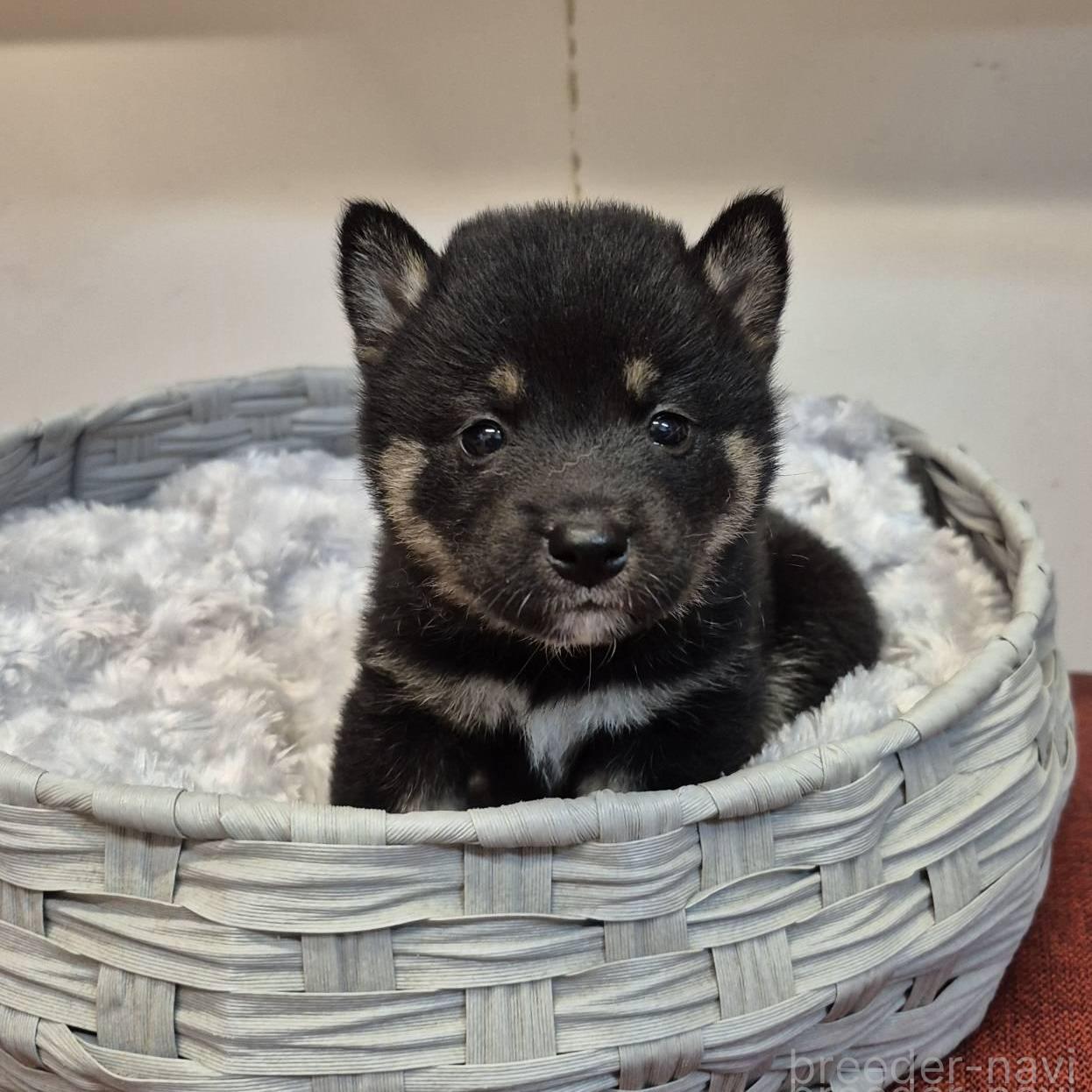販売中の富山県の柴犬-398867の2枚目