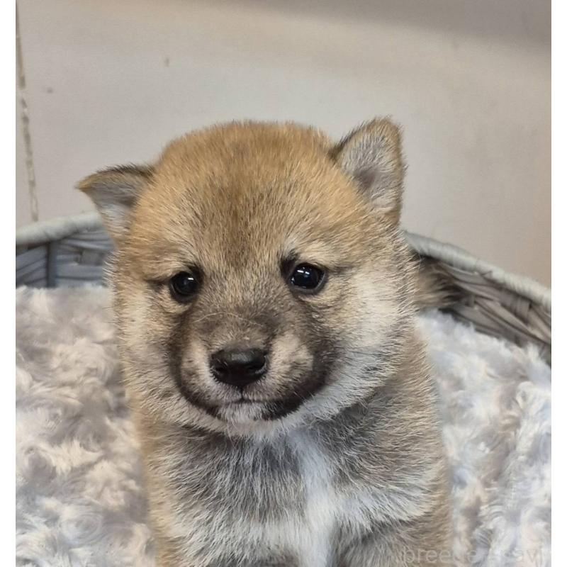 販売中の富山県の柴犬-398870の7枚目
