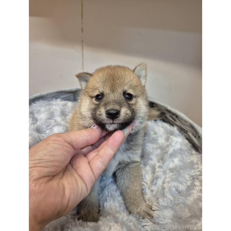 販売中の富山県の柴犬-398870の6枚目