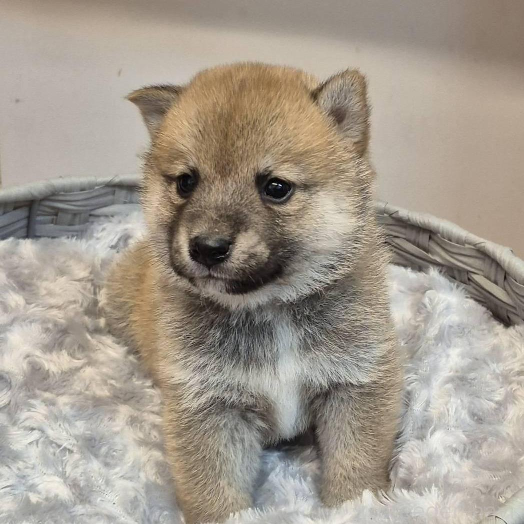 販売中の富山県の柴犬-398870