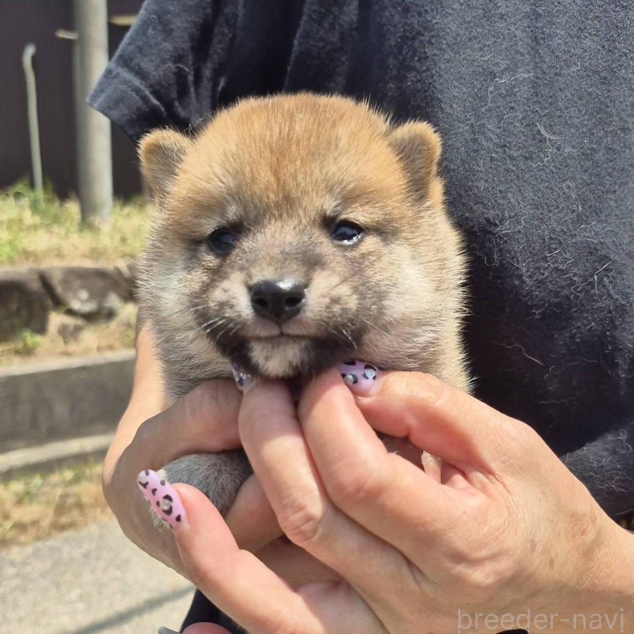 販売中の富山県の柴犬-398870の5枚目