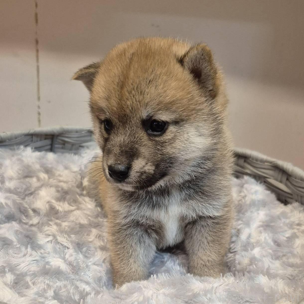 販売中の富山県の柴犬-398870の3枚目