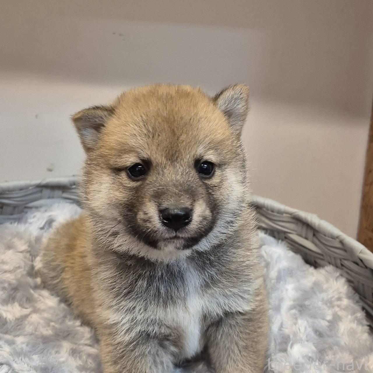販売中の富山県の柴犬-398870の2枚目