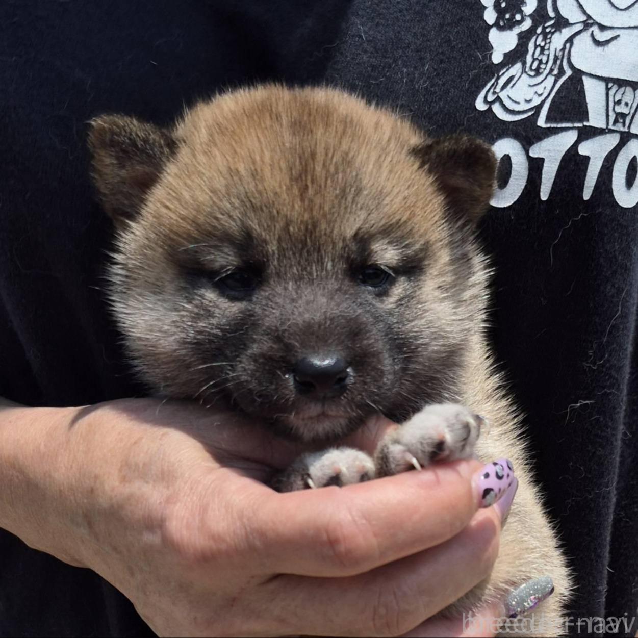 販売中の富山県の柴犬-398871