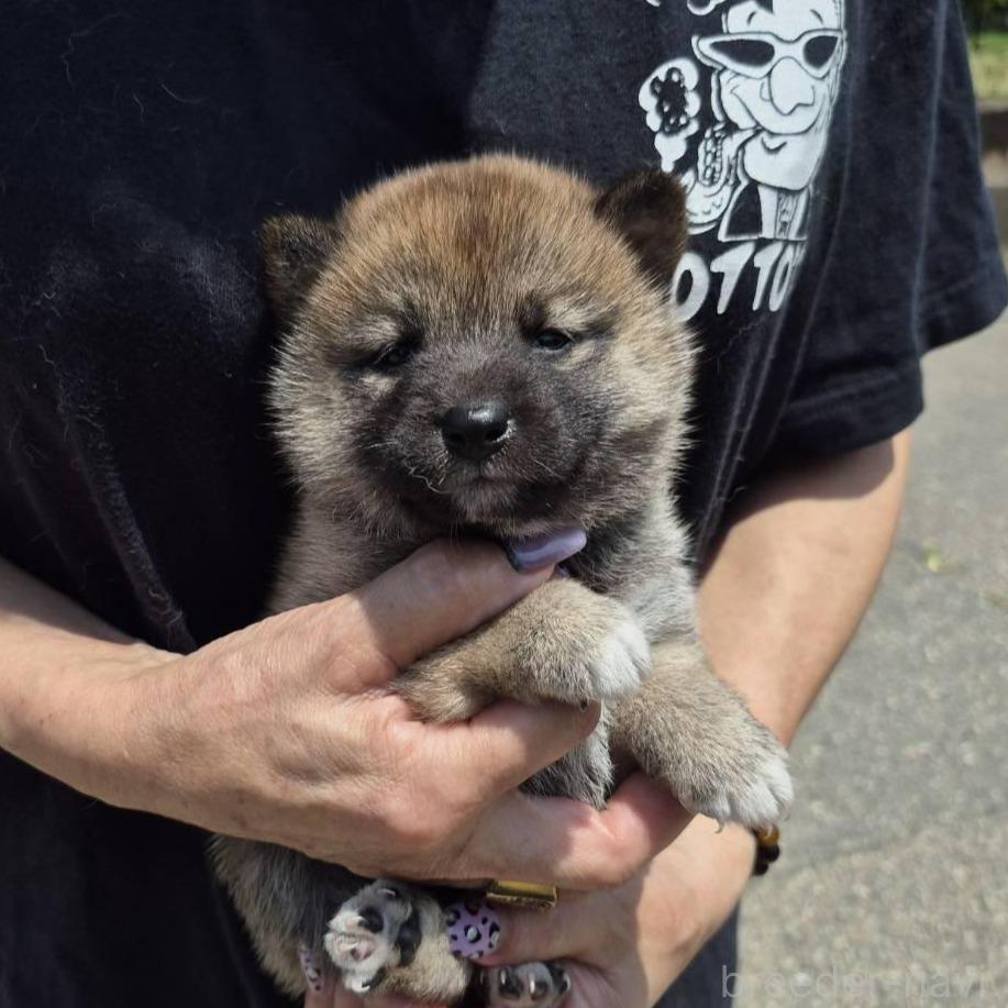 販売中の富山県の柴犬-398871の6枚目