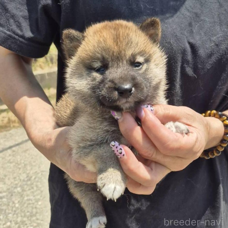 販売中の富山県の柴犬-398871の5枚目