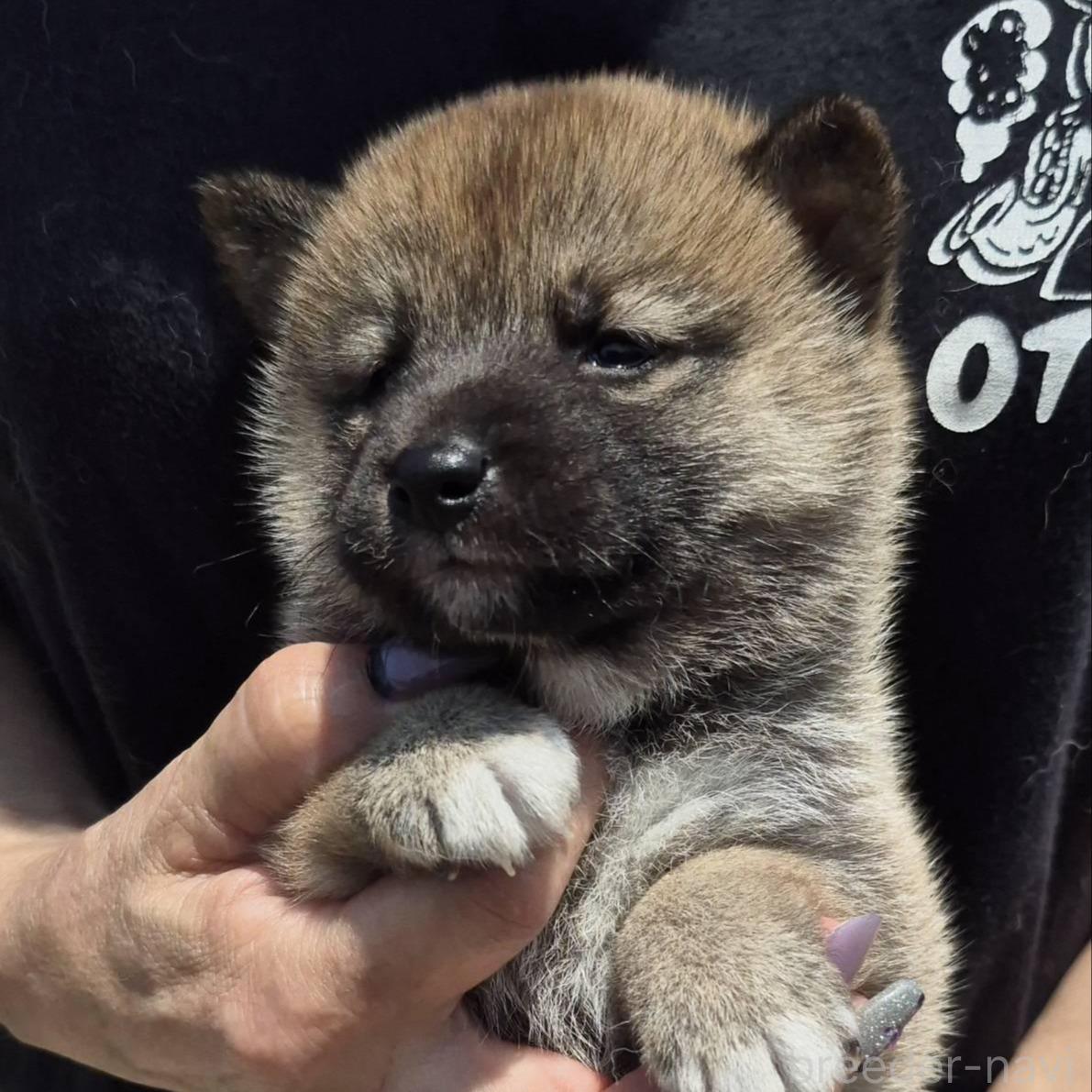 販売中の富山県の柴犬-398871の4枚目
