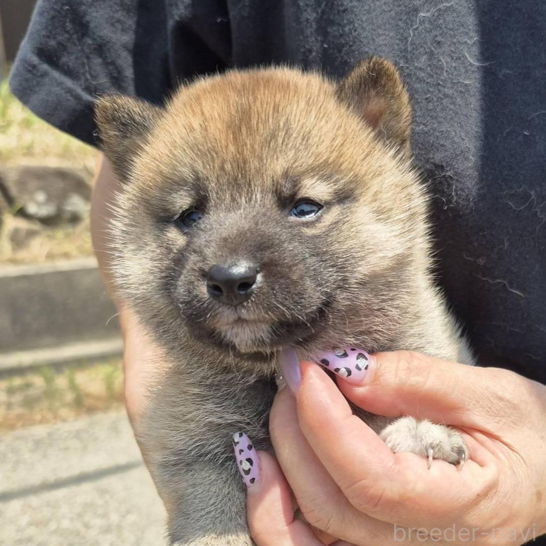 販売中の富山県の柴犬-398871の3枚目