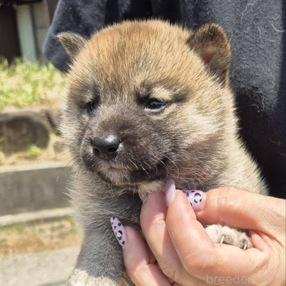 販売中の富山県の柴犬-398871の2枚目