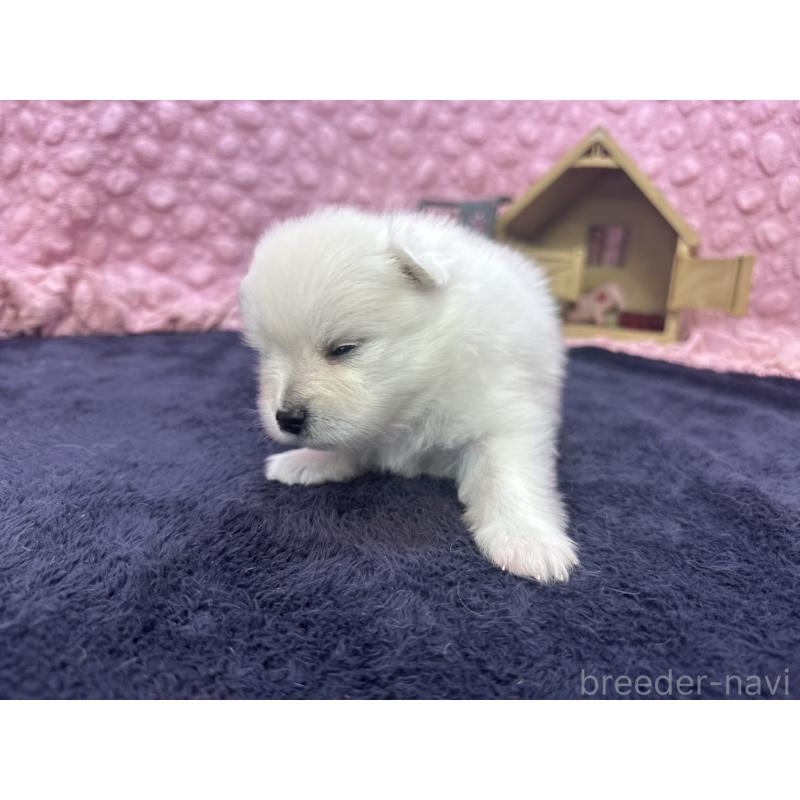 販売中の茨城県のポメラニアン-398881の11枚目