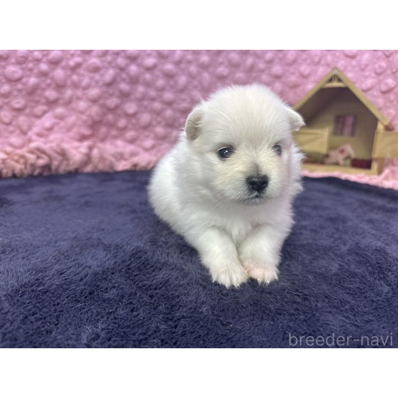 販売中の茨城県のポメラニアン-398881の8枚目