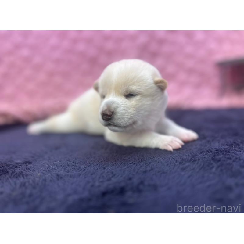 販売中の茨城県の柴犬-398889の13枚目