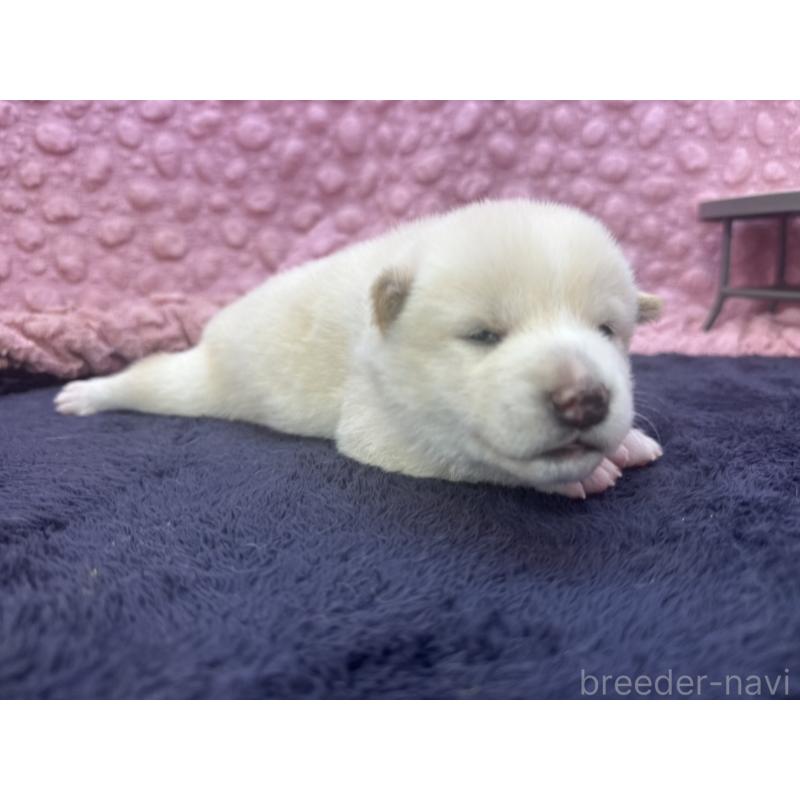 販売中の茨城県の柴犬-398889の12枚目