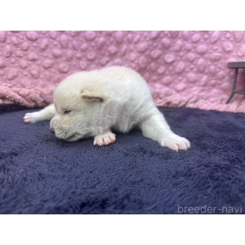 販売中の茨城県の柴犬-398889の11枚目