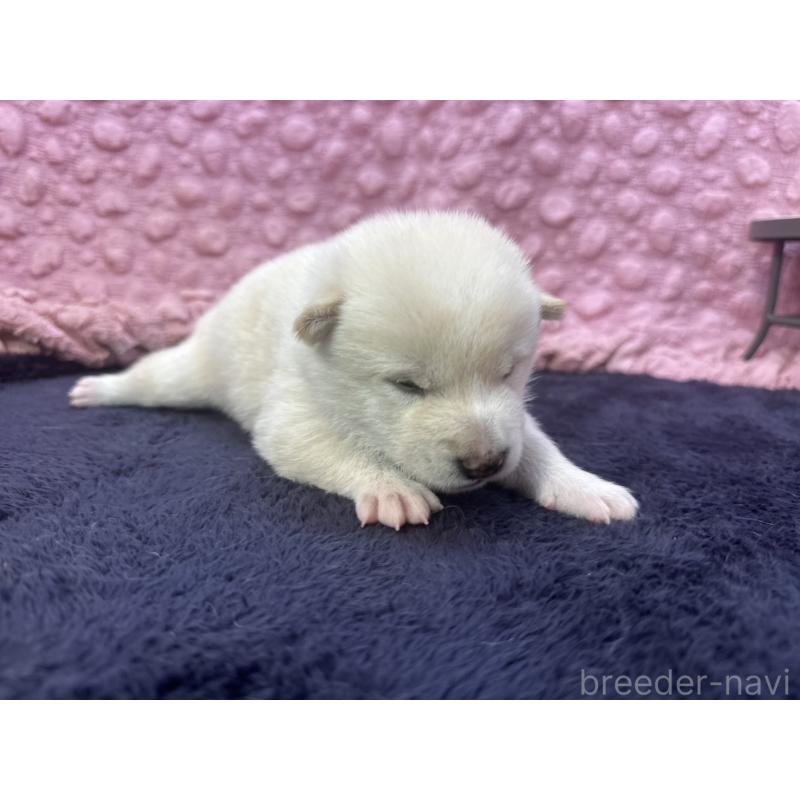 販売中の茨城県の柴犬-398889の10枚目
