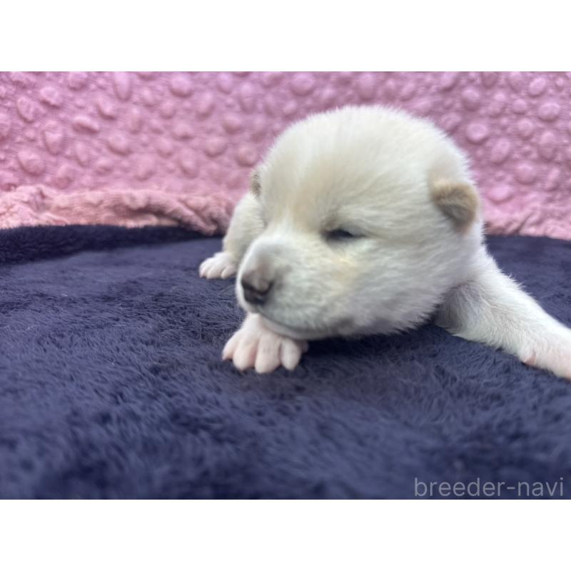 販売中の茨城県の柴犬-398889の9枚目