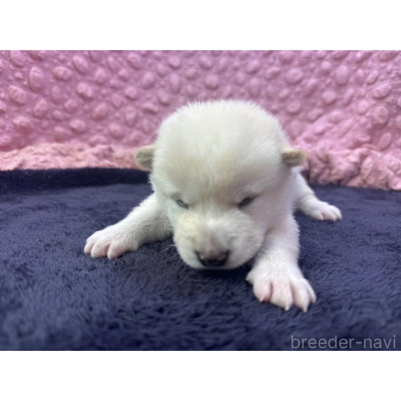 販売中の茨城県の柴犬-398889の8枚目