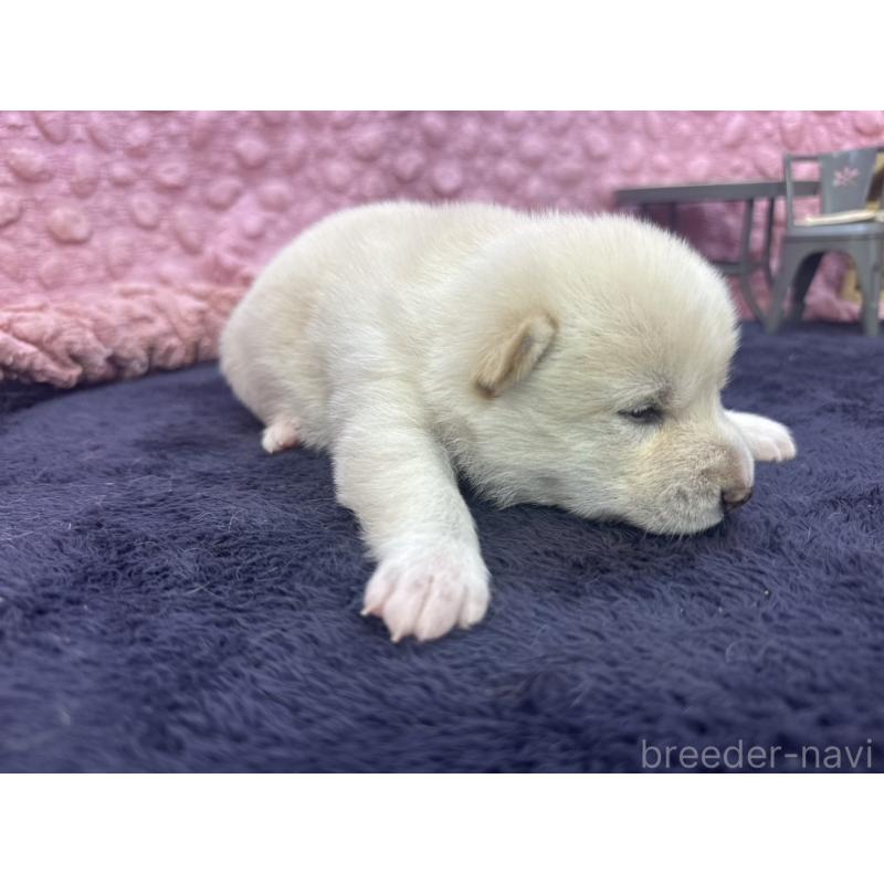 販売中の茨城県の柴犬-398889の7枚目