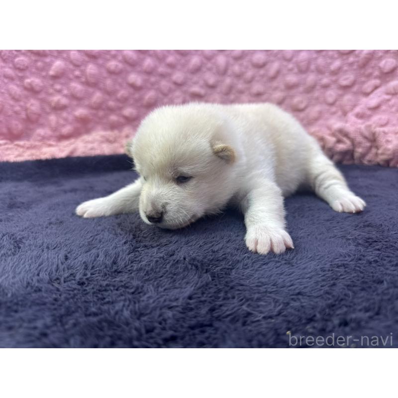 販売中の茨城県の柴犬-398889の6枚目
