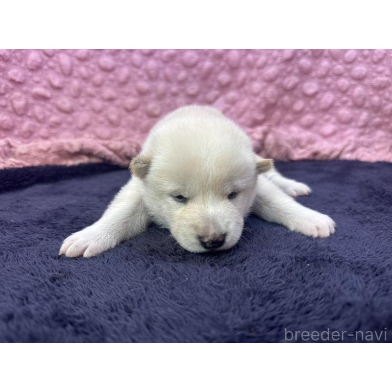 販売中の茨城県の柴犬-398889の5枚目