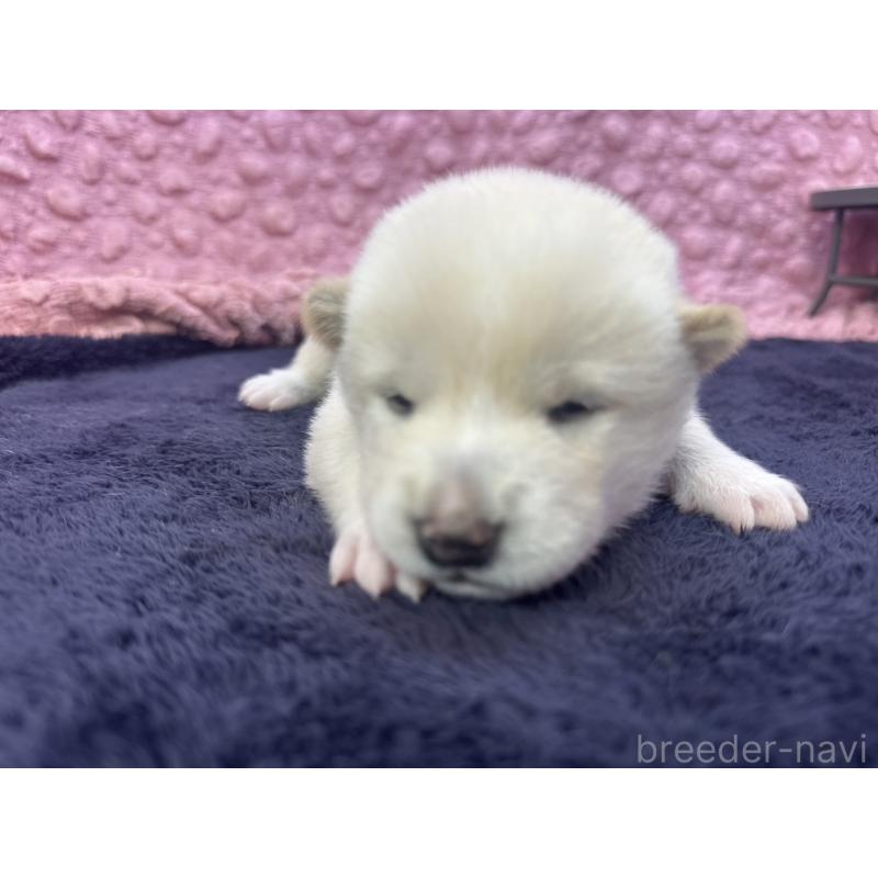 販売中の茨城県の柴犬-398889の4枚目