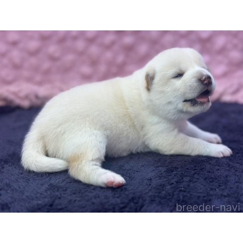販売中の茨城県の柴犬-398889の3枚目